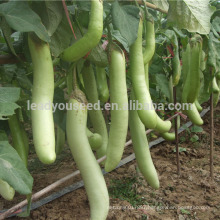 E05 Guanglian f1 hybrid green eggplant seeds, hybrid eggplant seeds for planting